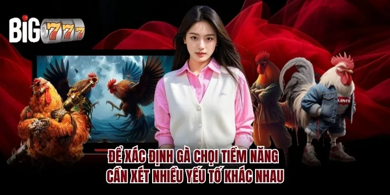 Để xác định gà chọi tiềm năng cần xét nhiều yếu tố khác nhau