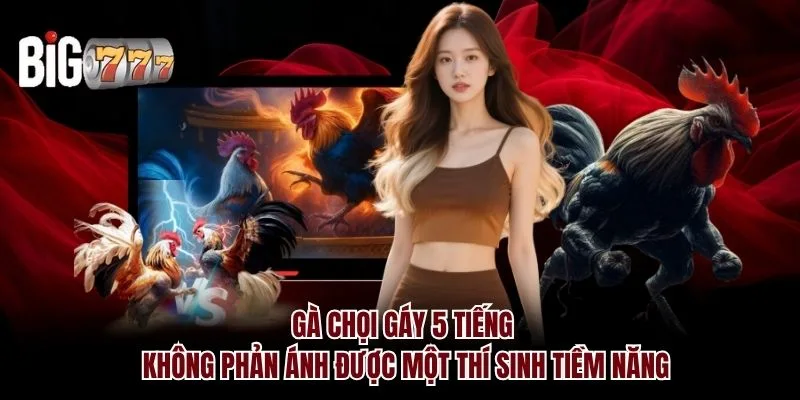 Gà chọi gáy 5 tiếng Big777 không phản ánh được một thí sinh tiềm năng