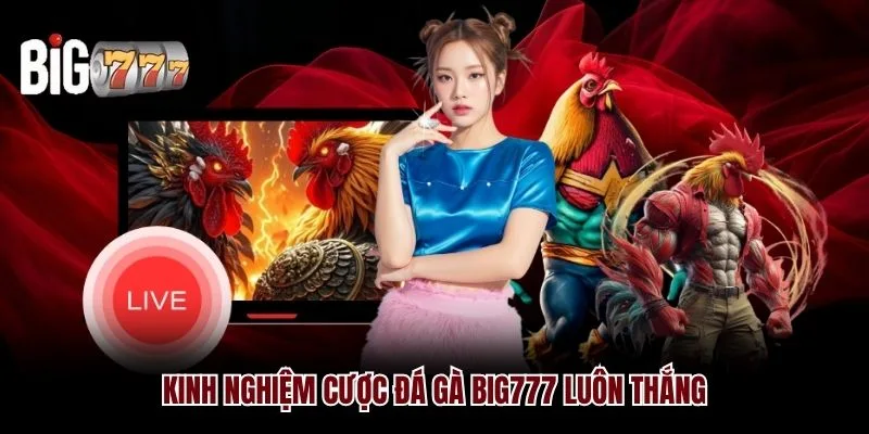 Kinh nghiệm cược đá gà Big777 luôn thắng